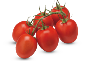 pomodori tomaat tniholland.nl